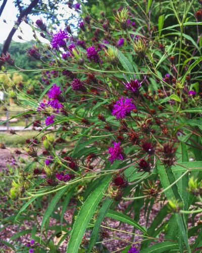 New York Ironweed